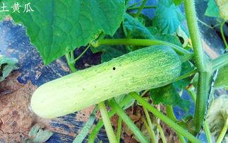 山工园吃瓜视频全集免费,揭秘校园生活趣味瞬间